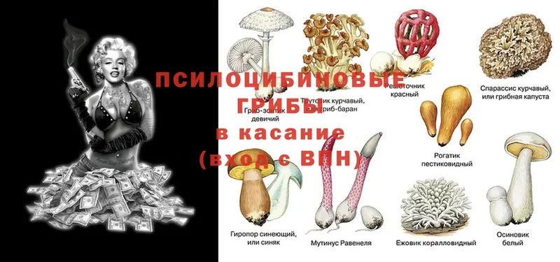 цены наркотик  Алатырь  Псилоцибиновые грибы ЛСД 